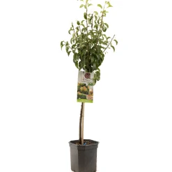Perenboom pyrus communis bonne louise d'avranches laagstam|ohgreen Discount
