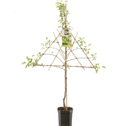 Perenboom pyrus communis doyennée comice leiboom|ohgreen Outlet