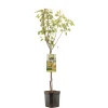 Perenboom pyrus communis triomphe de vienne laagstam|ohgreen Online