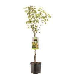 Perenboom pyrus communis triomphe de vienne laagstam|ohgreen Online