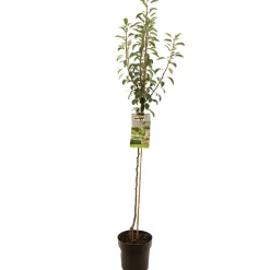 Perenboom pyrus communis doyenne comice halfstam|ohgreen Hot