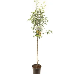 Perenboom pyrus communis triomphe de vienne halfstam|ohgreen Hot
