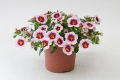 Perkgoed|ohgreen Sale