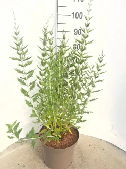 Perovskia Blue Spire ( Blauwspirea )|ohgreen