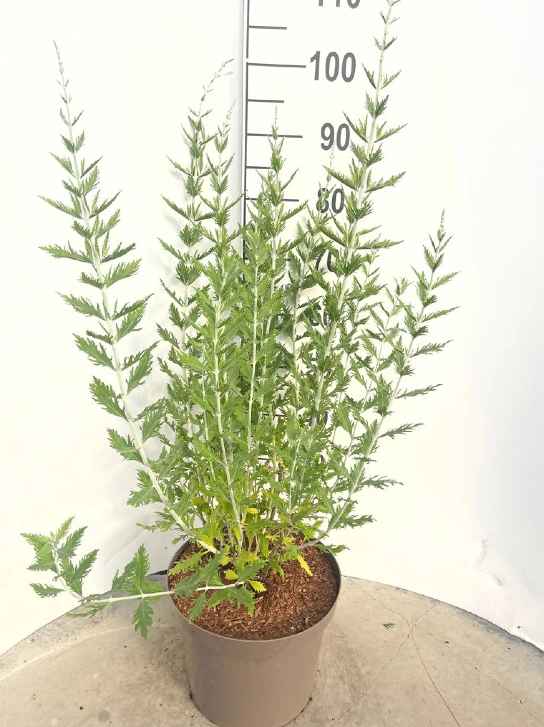 Perovskia Blue Spire ( Blauwspirea )|ohgreen