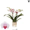 Phalaenopsis 2 tak gibraltar|ohgreen Outlet