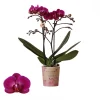 Phalaenopsis 2 tak 'moreli' paars|ohgreen Hot