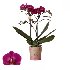 Phalaenopsis 2 tak 'moreli' paars|ohgreen Hot