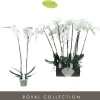 Phalaenopsis 2 tak pearl wit p15 h70|ohgreen Hot