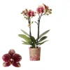 Phalaenopsis 2 tak spain rood/geel|ohgreen Clearance