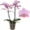 Phalaenopsis beauty 2 bloemstelen|ohgreen