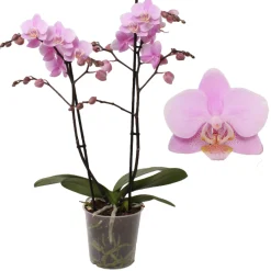 Phalaenopsis beauty 2 bloemstelen|ohgreen