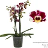 Phalaenopsis cascade Tessa Easter 2 bloemstelen|ohgreen Hot