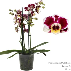 Phalaenopsis cascade Tessa Easter 2 bloemstelen|ohgreen Hot