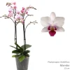 Phalaenopsis mambo 2 bloemstelen|ohgreen Hot