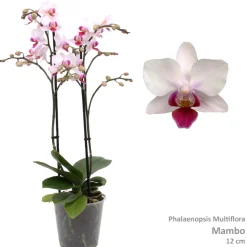 Phalaenopsis mambo 2 bloemstelen|ohgreen Hot