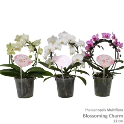 Phalaenopsis multiflora cascade vorm|ohgreen Sale