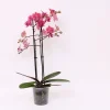 Phalaenopsis piper 2 bloemstelen|ohgreen Hot
