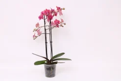 Phalaenopsis piper 2 bloemstelen|ohgreen Hot