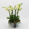 Phalaenopsis wit in blauw keramiek ( Orchidee )|ohgreen New