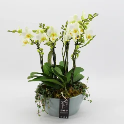 Phalaenopsis wit in blauw keramiek ( Orchidee )|ohgreen New