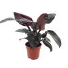 Philodendron Black Cardinal|ohgreen New