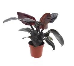 Philodendron Black Cardinal|ohgreen New