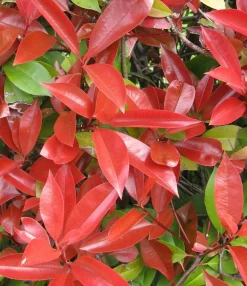 Photinia fraseri Little Red Robin|ohgreen Discount