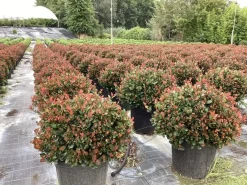 Photinia fraseri Little Red Robin|ohgreen Discount