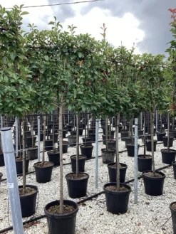 Photinia serru red robin half stam|ohgreen Outlet