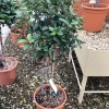 Photinia x fraseri carré rouge mini stam|ohgreen Hot