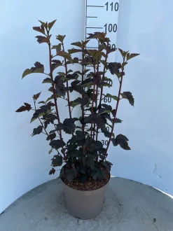 Physocarpus opulifolius Diabolo ( Blaasspirea )|ohgreen Clearance