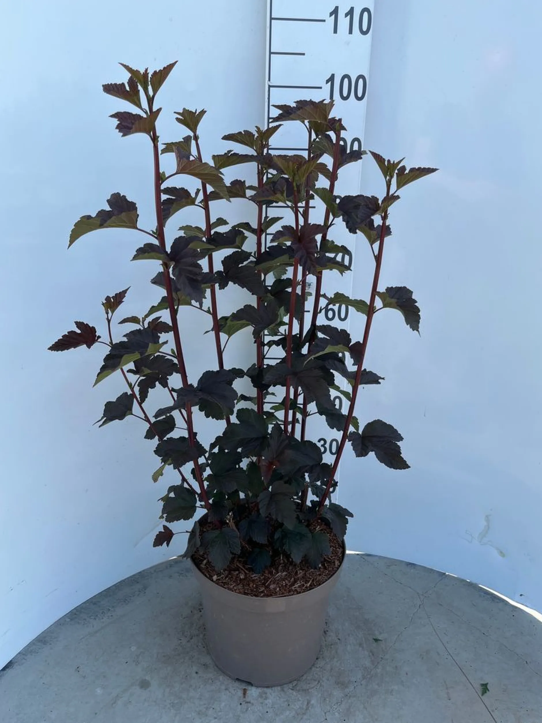 Physocarpus opulifolius Diabolo ( Blaasspirea )|ohgreen Clearance