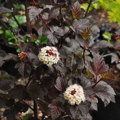 Physocarpus opulifolius Diabolo ( Blaasspirea )|ohgreen Clearance