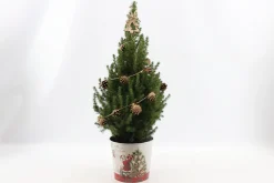 Picea glauca Sanders Pine ( Kerstboom )|ohgreen Hot