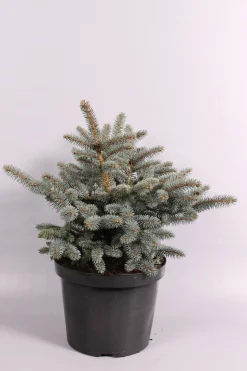 Picea pungens Glauca Globosa ( Blauwspar )|ohgreen Hot