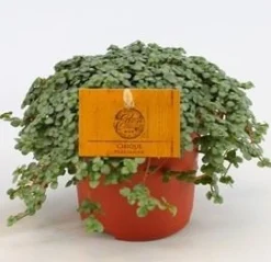 Pilea Glauca|ohgreen Hot