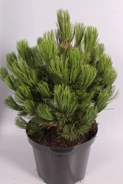 Pinus heldreichii Compact ( Bosnische Pijnboom )|ohgreen Best