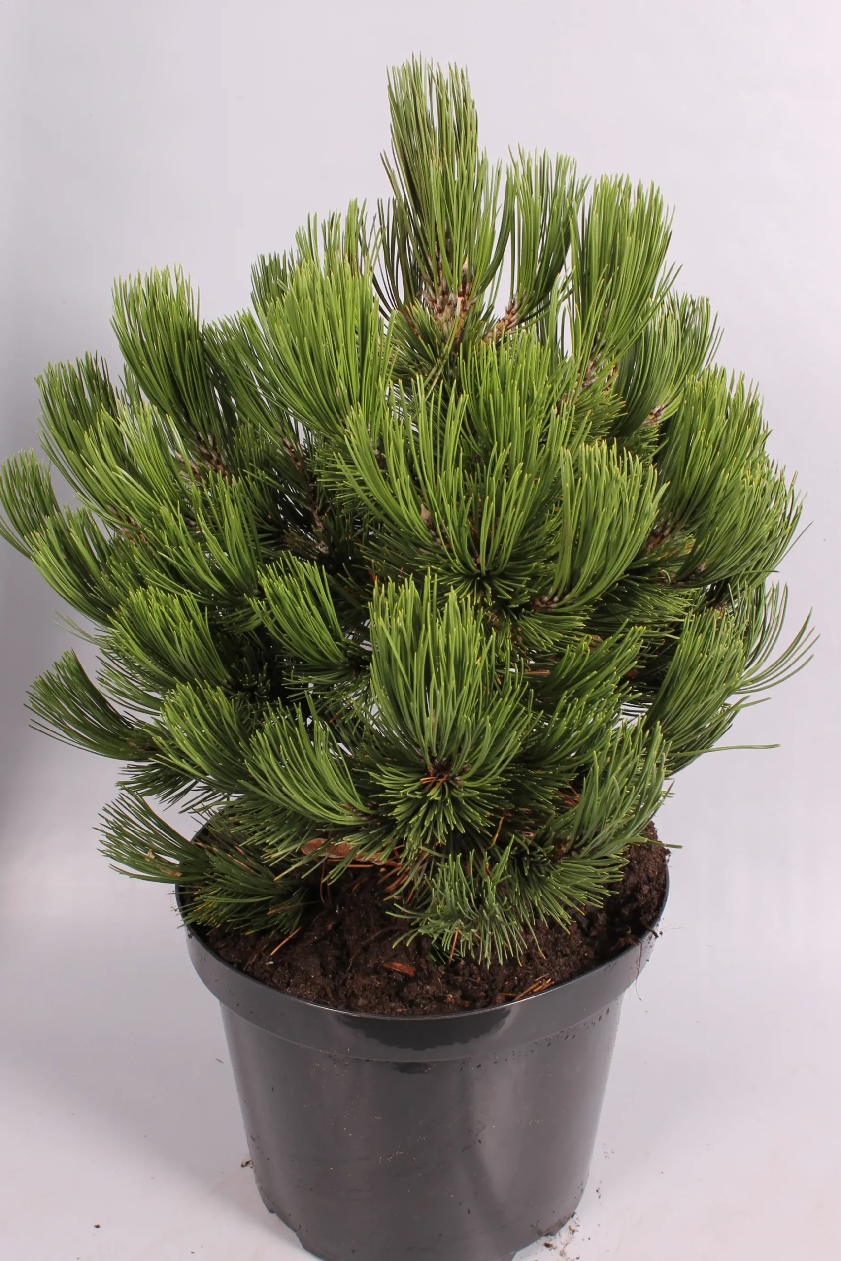 Pinus heldreichii Compact ( Bosnische Pijnboom )|ohgreen Best