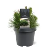 Pinus mugo 'Pumilio'|ohgreen New