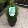 Pinus nigra Green Tower ( Zwarte den of Oostenrijkse den )|ohgreen Outlet