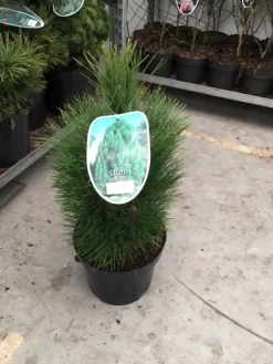 Pinus nigra Green Tower ( Zwarte den of Oostenrijkse den )|ohgreen Outlet