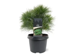 Pinus strobus Minima ( Witte Pijnboom )|ohgreen New
