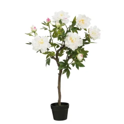 Pioen in pot - l40xb50xh96cm|ohgreen Clearance