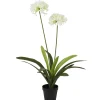 Plant|ohgreen Outlet