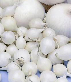 Plantajuin snowball 8/21 250g|ohgreen Sale