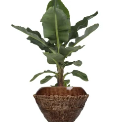 Planter fijn aardewerk bruin 31.5x31.5x20cm|ohgreen Online