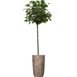 Planter paardebloem beton goud 21x21x40cm|ohgreen Best