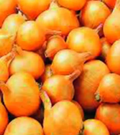 Plantsjalot yellow moon 7/15 500g|ohgreen Online