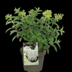Pluimhortensia 'Bobo'|ohgreen Clearance